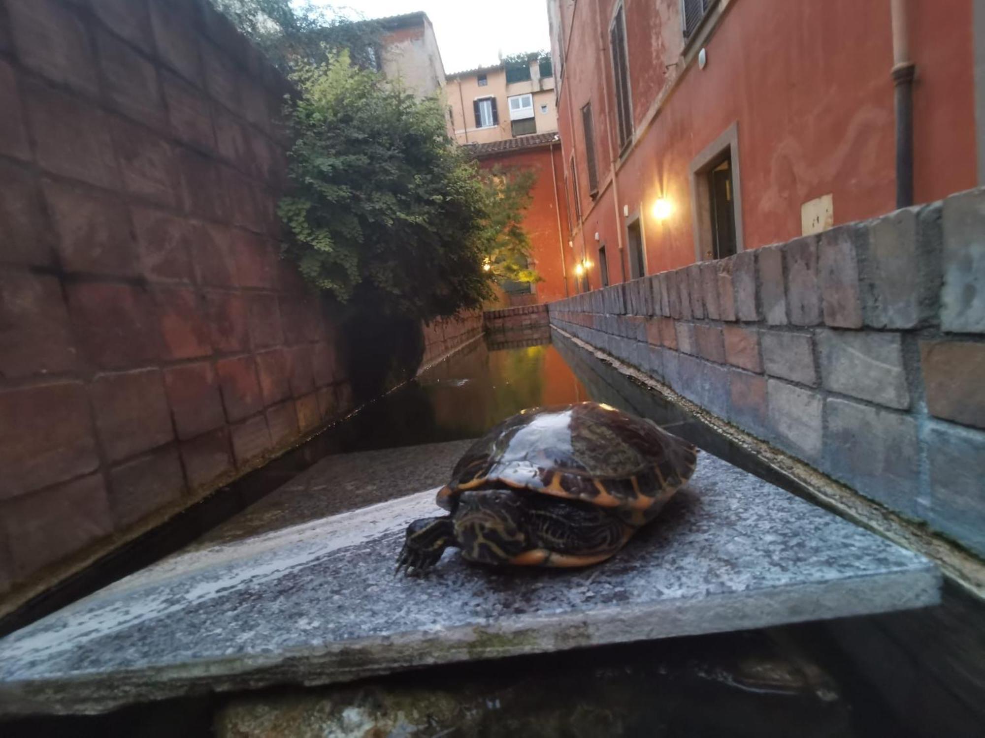 La Dolce Trevi Apartment Rom
